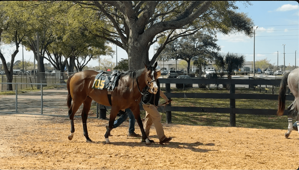 Consignors Talk First-Crop Sires at OBS March